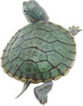 turtle-img