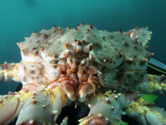 Barents Sea. Daily diving